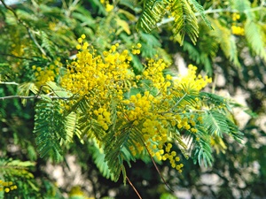 Mimosa