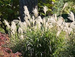 Miscanthus sinensis