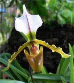 Orchid&eacute;e Paphiopedilum