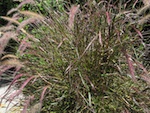 Pennisetum orientale