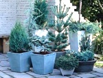 Les petits conif�res bleus