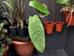 Plantes d'int�rieur : conseils sp�cifiques