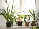 Les plantes d'int�rieur en vacances...