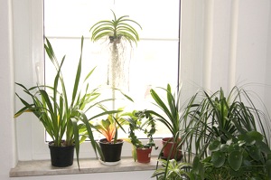 Plantes vertes en �t�