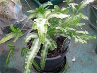 Foug&egrave;re pteris cretica