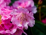 Rhododendron yak