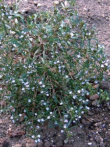 Satureja hortensis