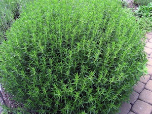 Satureja montana