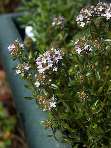 Satureja montana en fleurs