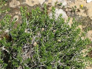 Satureja montana