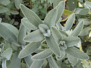 Sauge officinale