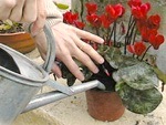 Soin du cyclamen en hiver
