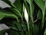 Plantes d'int�rieur pour l'ombre