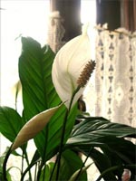 Spathiphyllum