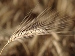 Agriculteurs : ressemer sa propre r�colte sera tax� ou interdit