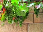Une vigne en pot sur le balcon