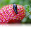 Fraise grignot�e par une limace