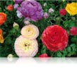 Renoncules des fleuristes
