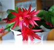 Rhipsalidopsis en fleurs