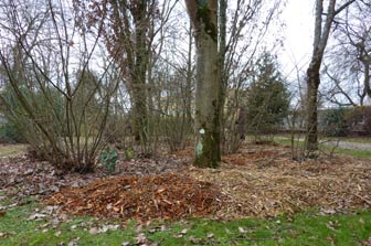 Arbres au jardin