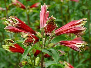Alstroemeria psittacina