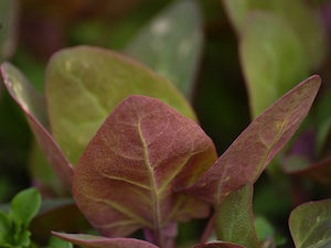 Atriplex hortensis var. rubra