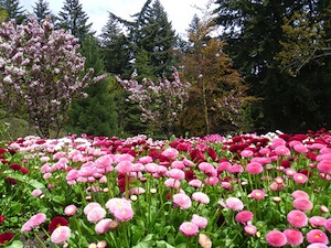 Bellis perennis - Prairie fleurie