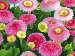 Bellis perennis 'Tasso'