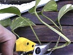 Bouturage du scindapsus (pothos)