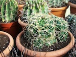 Cactus : nettoyage de printemps