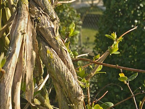 Ch&egrave;vrefeuille en f&eacute;vrier - Branches charpenti&egrave;res