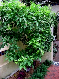 Citrus reticulata - Culture en pleine terre