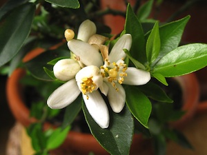 Fleurs de cl&eacute;mentinier