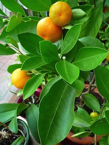 Cl�mentinier et mandarinier