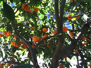 Citrus unshiu - Mandarinier