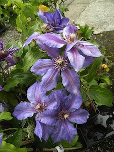 cl&eacute;matite (clematis)