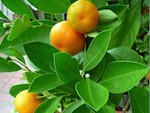 Cl�mentinier et mandarinier