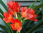 Clivia