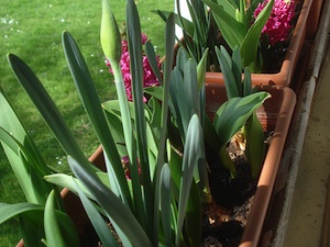 Bulbes de printemps en jardini&egrave;res