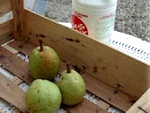 La conservation des pommes et des poires