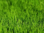 Cr�er une pelouse : pr�paration du sol