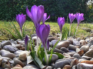 Crocus