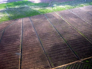 Déforestation en Malaisie