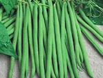 Haricots, pois : de nouvelles vari�t�s chez Caillard