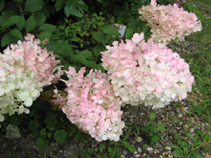 hydrangea paniculata vanille fraise hydrangea paniculata