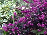 Une jardini�re en couleur � l'automne