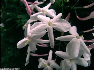 Jasmin officinal