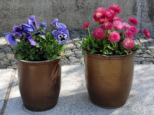 Potées de pâquerettes et pensées