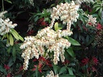 Plantation du pi�ris
