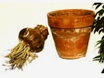 Planter un bulbe d'amaryllis